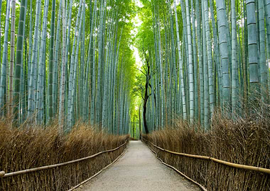 Bamboo Forest Path Arashiyama in Kyoto