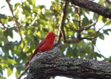 Scarlet Tanager on a Branch