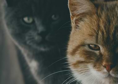 Two Cats Portrait