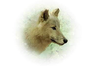 Wolf Portrait in Natural Setting