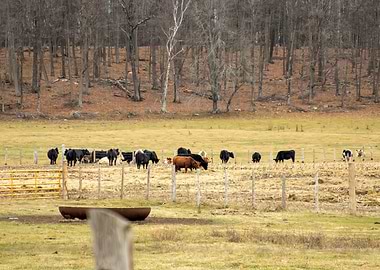 Cattle Grazing in a Rural Landscape