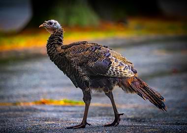 Eastern Wild Turkey