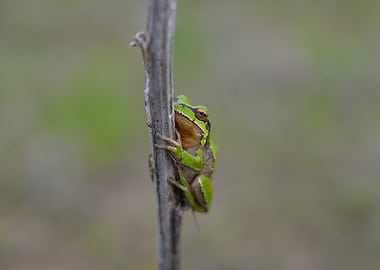 Green Tree Frog on a Stem – Fine Art Wildlife Minimalism