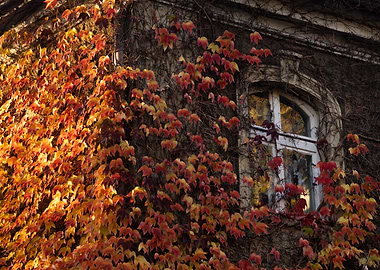 Autumn Vines on Building Facade