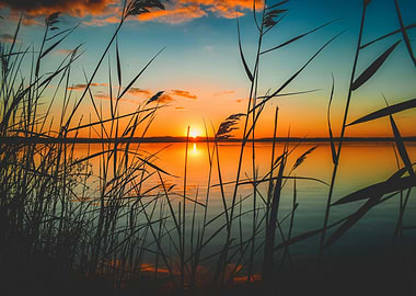Sunset over water with reeds