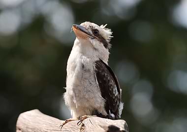 Kookaburra portrait on a branch