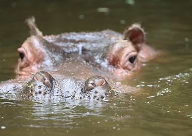 Hippopotamus in Water