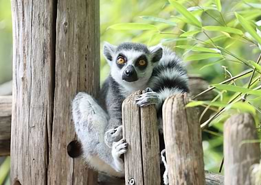 Ring-tailed Lemur on Wooden Structure