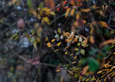 Symphony of the forest