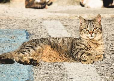Tabby Cat Lounging on Concrete