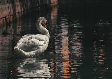 Elegant Swan in Dark Water