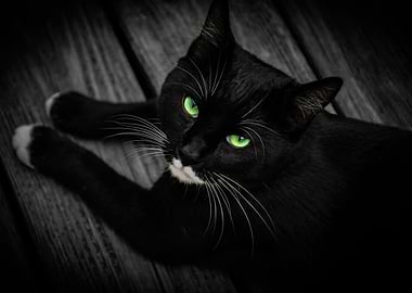 Black Cat with Green Eyes