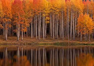 Autumn Aspen Trees Reflected in Lake