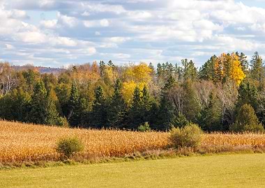 Autumn Landscape with Cornfield and Forest