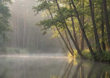 Misty Lake Forest at Sunrise