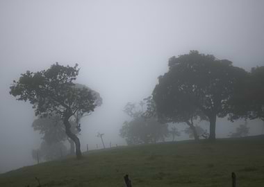Misty Trees on a Hillside