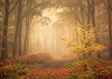 Misty Autumn Forest Path