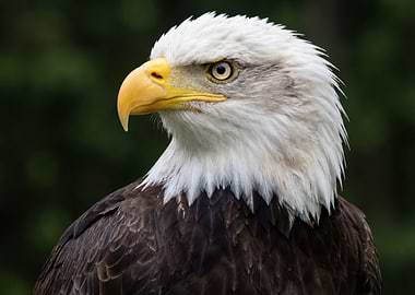 Bald Eagle Portrait
