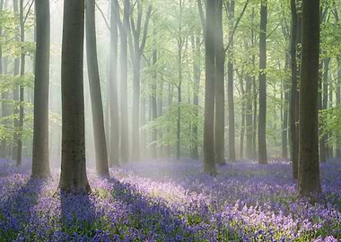 Bluebell Forest in Morning Light