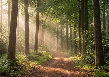 Sunlit Forest Path