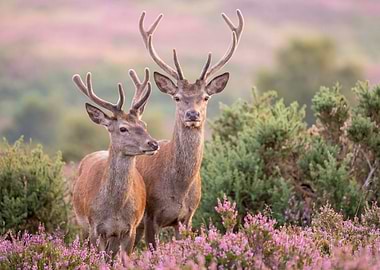 Two Red Deer in a Field