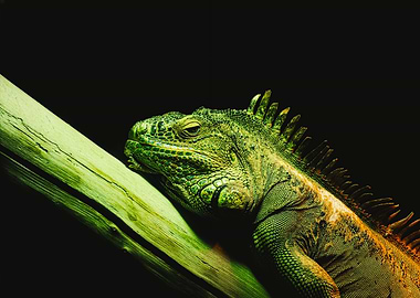 Green Iguana on Branch