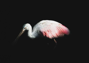 Roseate Spoonbill Portrait on Black