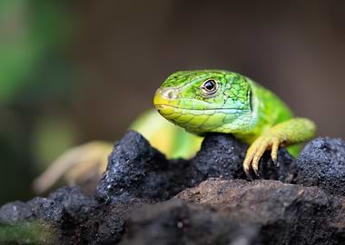 Green Lizard on Rocks
