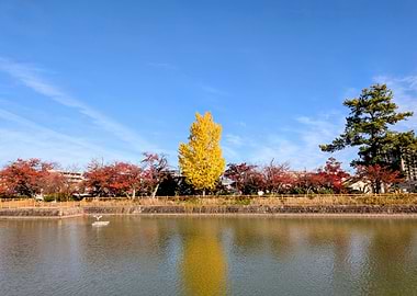 Autumn trees reflecting in a pond