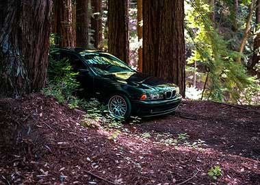 Black BMW Car in Redwood Forest