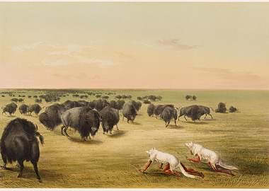 Bison Herd with Wolves on Plains