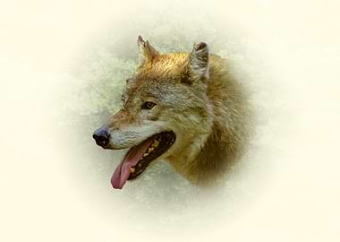 Wolf Portrait