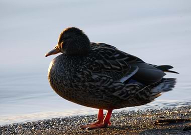 Duck on the Shoreline