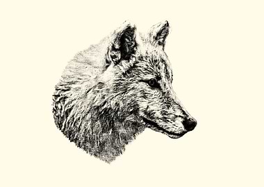 Wolf Head Sketch