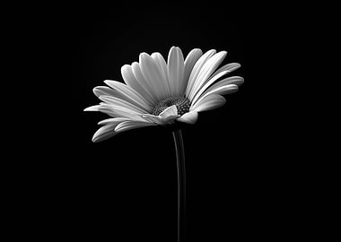 Monochrome Daisy Flower