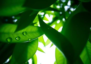Green Leaves with Water Droplets