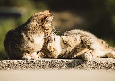 Two Cats Grooming Each Other