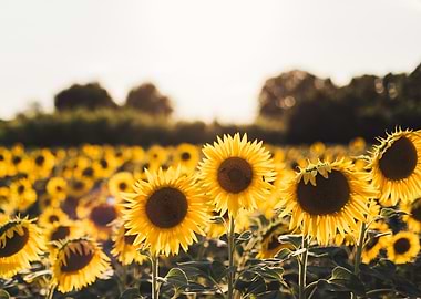 Sunflower Field at Sunset