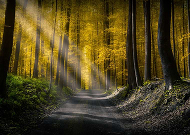 Sunlit Forest Path