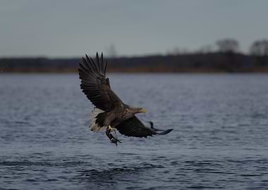 White-tailed Eagle with captured duck over the lake
