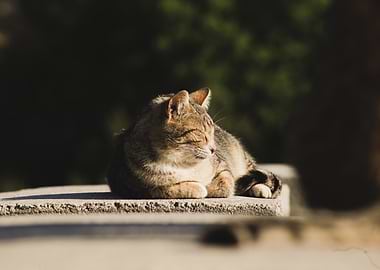 Resting Tabby Cat in Sunlight