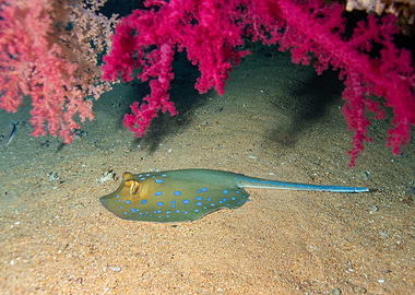 Blue Spotted Stingray on Sandy Seabed