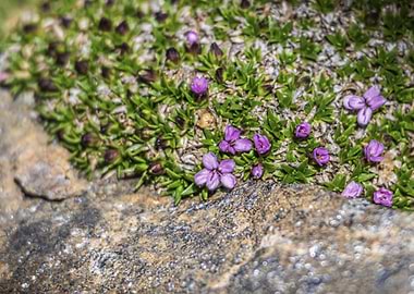 Cushion Pink Plant (Silene acaulis) on Rock