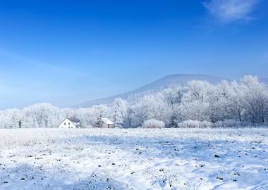 Winter Landscape with Snow-Covered Field