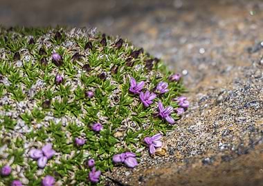Cushion Pink Plant (Silene acaulis)
