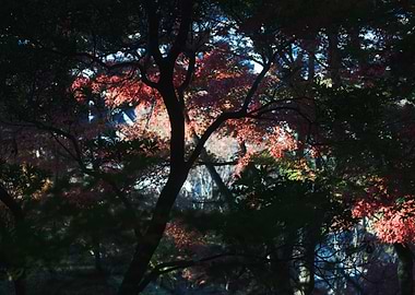 Autumn Trees with Red Leaves