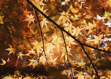 Autumn Maple Leaves in Sunlight