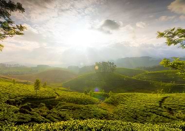 Lush Green Tea Plantation Landscape
