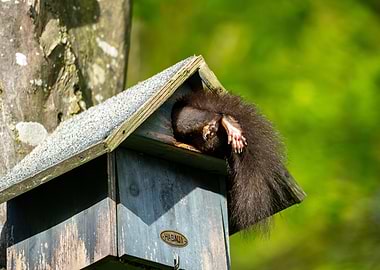 Squirrel in Birdhouse