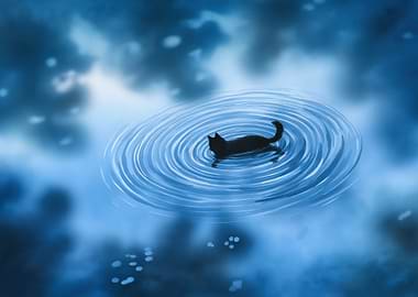 Black Cat in Water Ripples